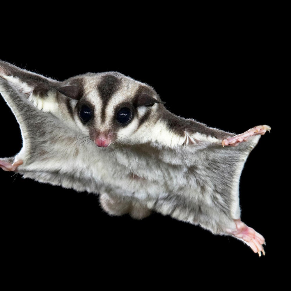 How Sugar Gliders Got Their Wings | Scientific American