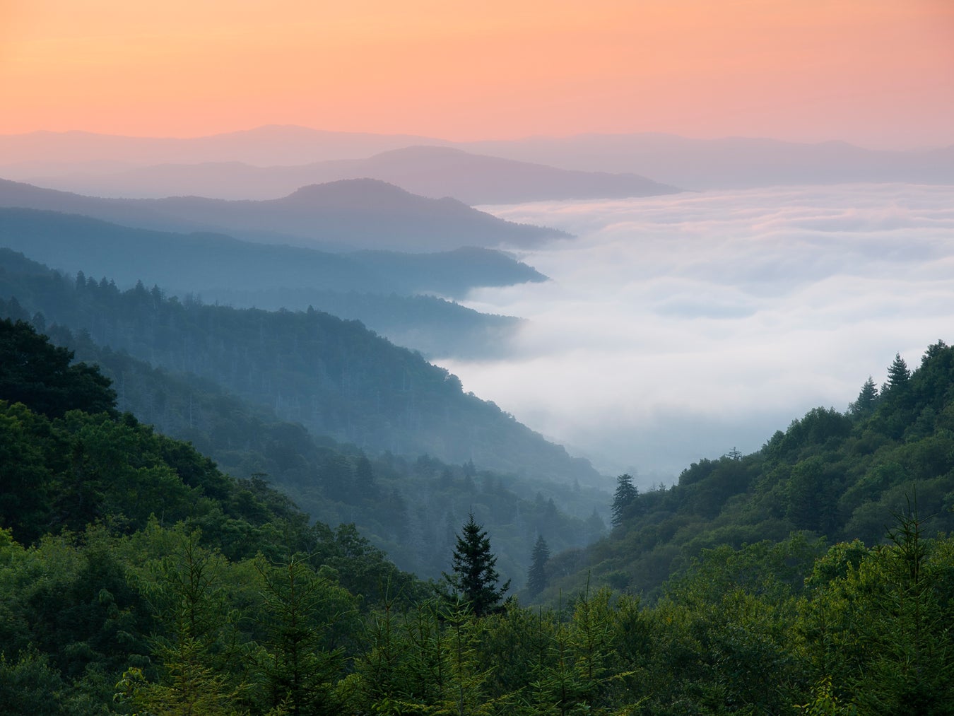 How Temperate Forests Could Help Limit Climate Change | Scientific American