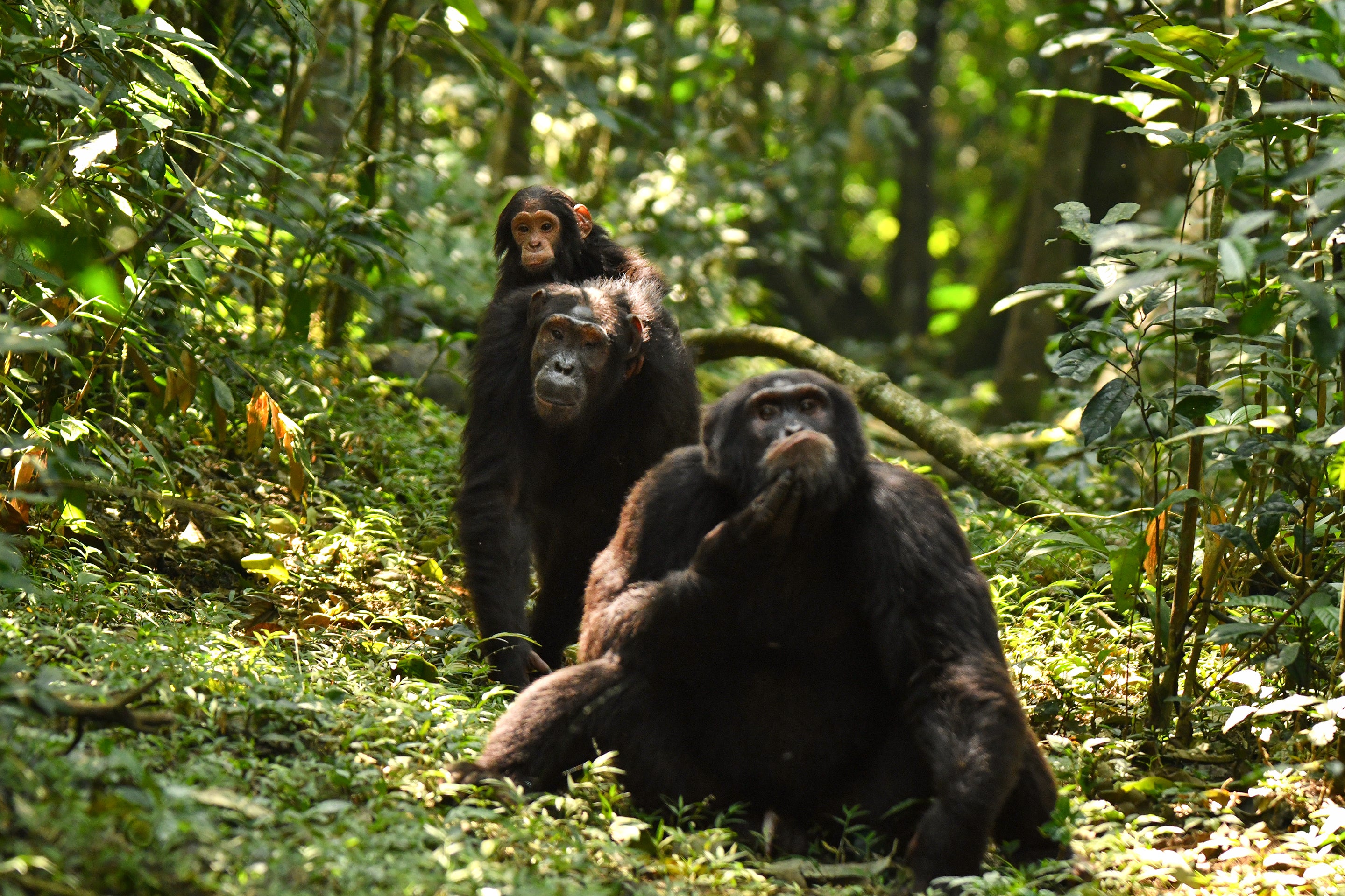 A mother chimpanzee, Beryl, and her infant, Lindsay, walking in a remote forest in Uganda. In the foreground another adult chimpanzee is seen out of focus, sitting in front of Beryl's and Lindsay's path while scratching its chin.