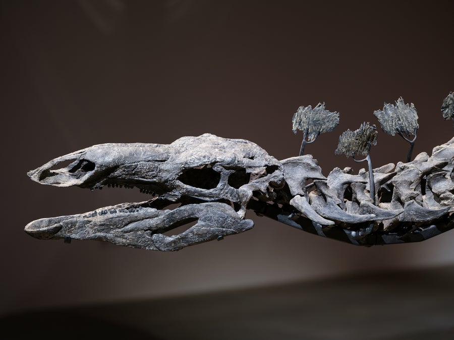 The Apex Stegosaurus on view in the American Museum of Natural History, head photographed close up in profile with mouth open