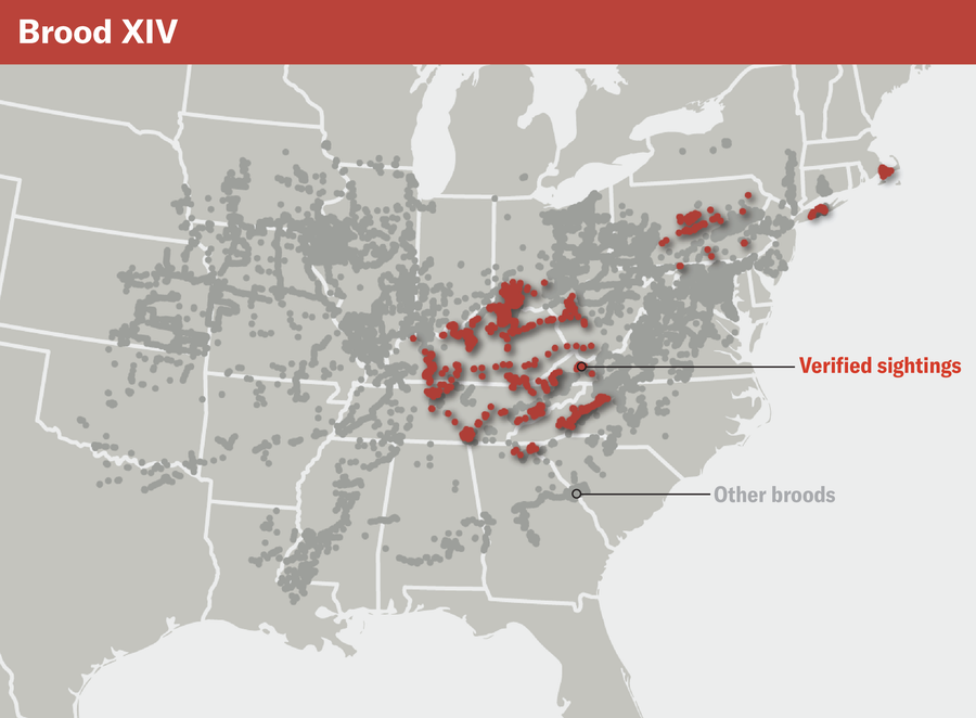 Map of Brood XIV cicada range. Past verified sightings include Tennessee and Kentucky, spilling over into the edges of neighboring states, plus clusters in central Pennsylvania, Long Island and Cape Cod.