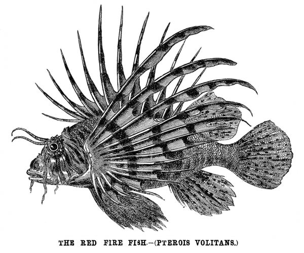 Illustration of the red fire fish.