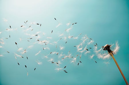 A dandelion being blown off the stem