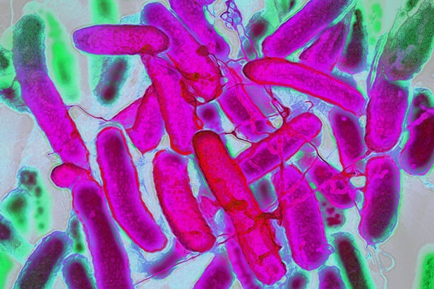 Pink colored worm shaped bacteria floating.