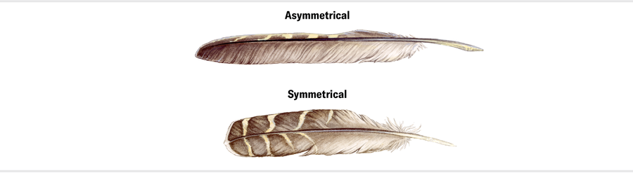 Two illustrations demonstrate the difference between assymetrical and symmetrical feathers. In the assymetrical example, the portion above the rachis is significantly shorter than the portion below the rachis.