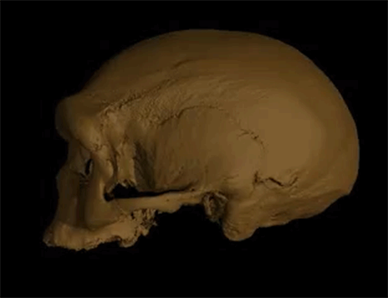 GIF animado de uma reconstrução virtual 3D rotativa do crânio fóssil encontrado perto de Harbin, China