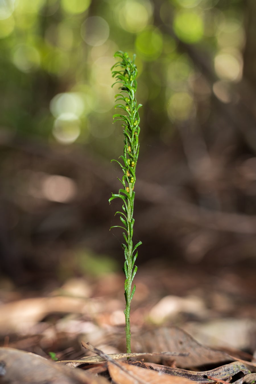 One single strand of fern on forest floor.