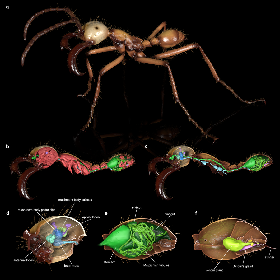عروض ثلاثية الأبعاد لجندي النمل بألوان واقعية. وتظهر شرائح مستعرضة. يُظهر أحدهما الهياكل الداخلية للنملة، حيث تشغل العضلات الحمراء المساحة في الغالب. ويظهر آخر نفس المنظر مع إزالة العضلات، مع تسليط الضوء على الجهاز الهضمي والجهاز العصبي. يتم أيضًا عرض وتسمية صور مكبرة لدماغ النمل، والأمعاء، وجهاز اللدغة.