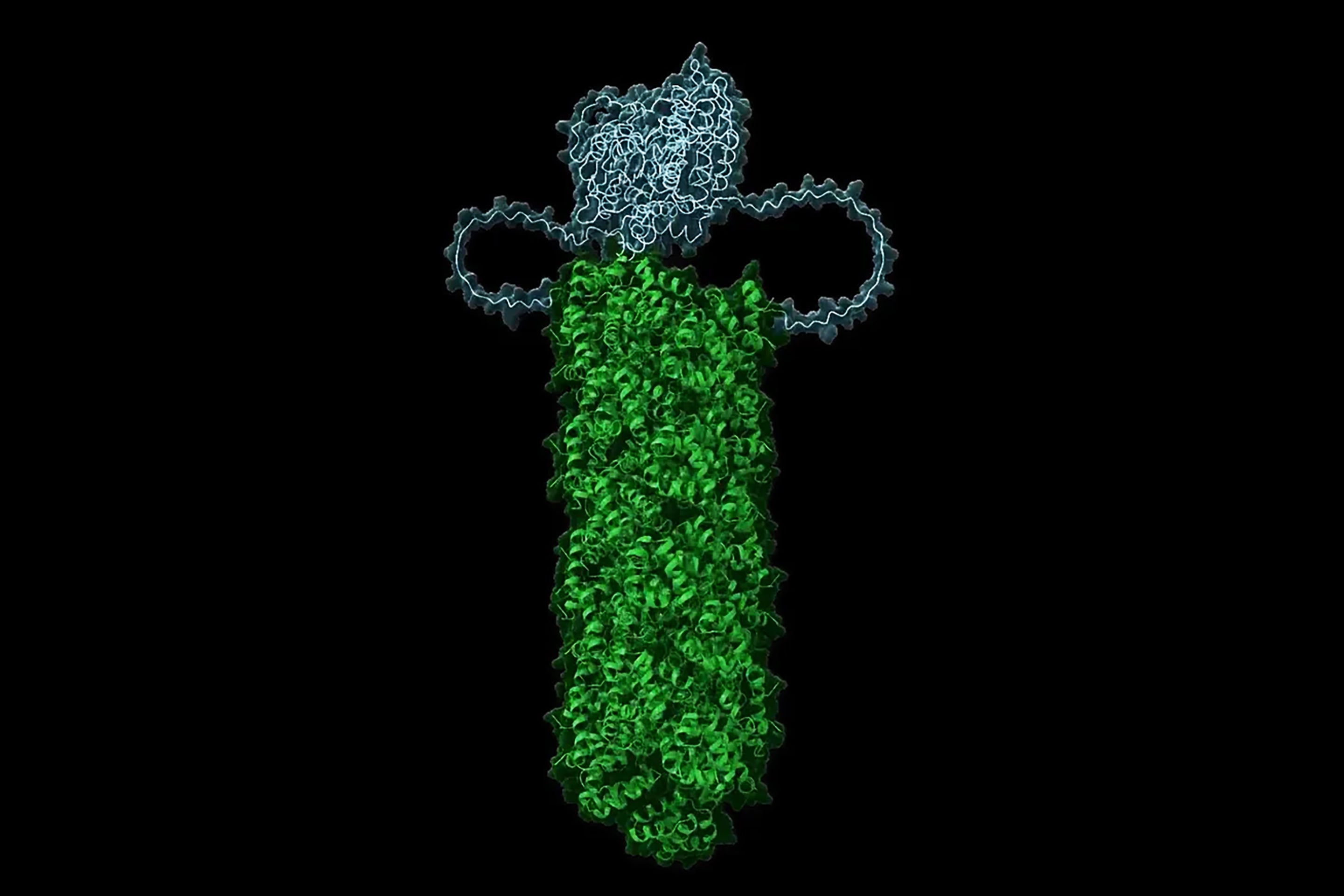 Digital illustration of a model of death fold domains (green) that are templating a caspase (blue) on black background