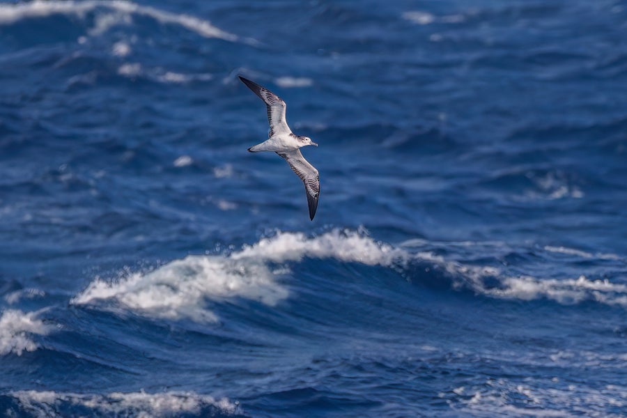 Um pássaro branco e cinza que está subindo acima das ondas oceânicas ondulantes