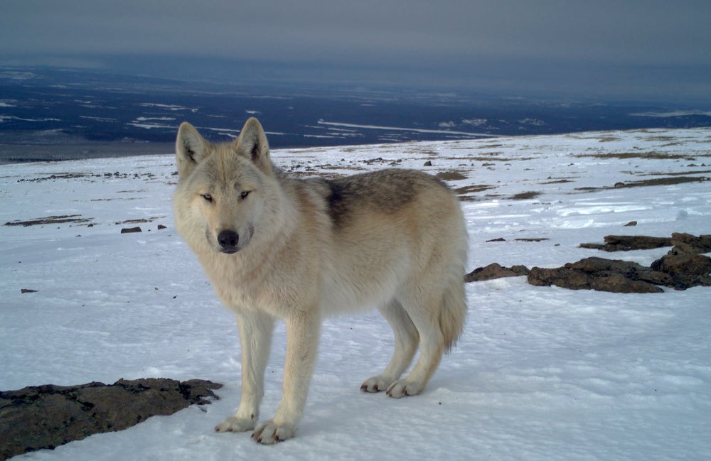 Wolf stading on snowy terrain