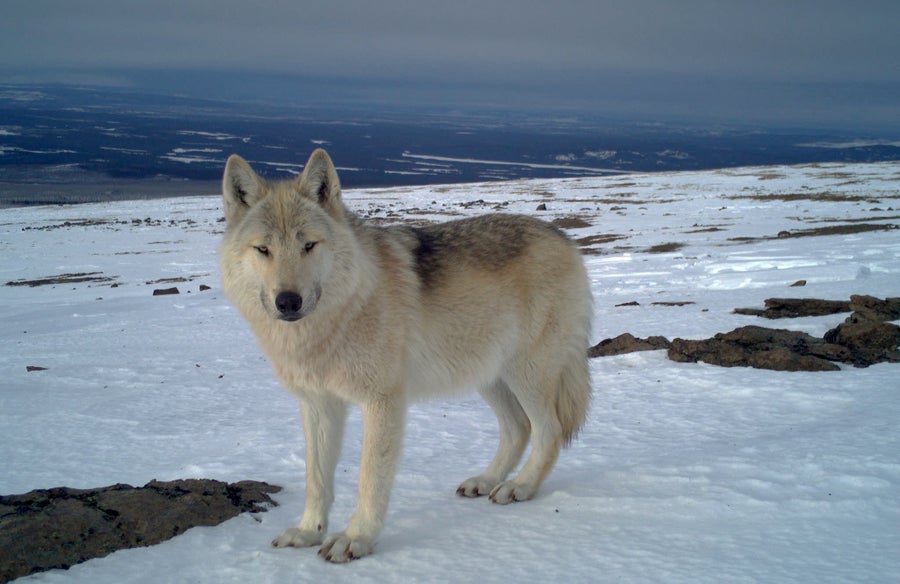 Wolf stading on snowy terrain