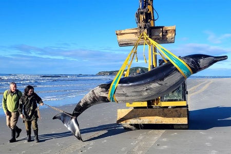 Two people watch as a deceased whale is lifted from the beach