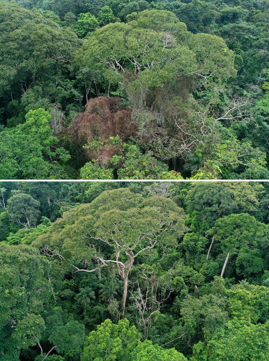 Diptych photos show Dipteridex Oleifera Tree after Lightning hit it in 2019 (higher) for two years (below). Before looking at optical chromium and competitors ’competitions surrounding the tree. After the strike, some neighbors removed the space around the tree