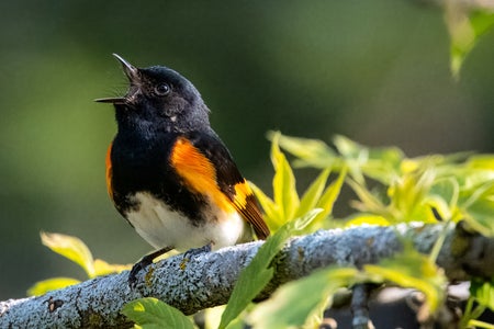 American Redstart (Setophaga ruticilla) singing on branch