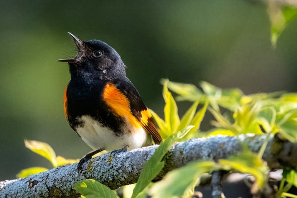 American Redstart (Setophaga ruticilla) bernyanyi di cabang