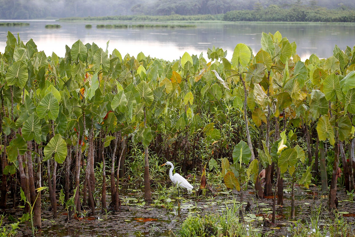 How Earth Went from a Sterile Rock to a Lush, Living Planet