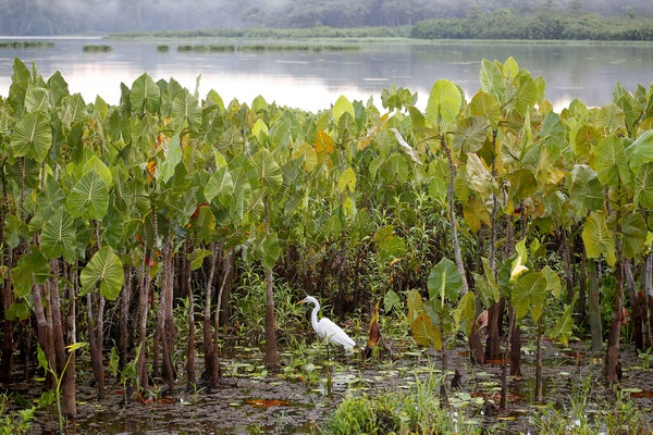 White egret standing in water amongst aquatic vegetation