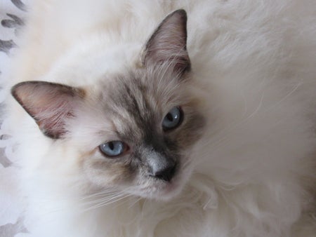 A white Siamese cat with blue eyes