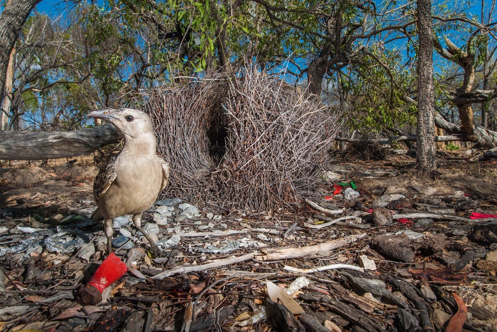 Un gran pájaro glorieta sentado.