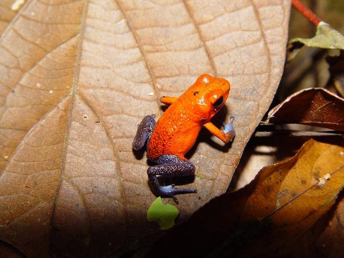 Small frog with bright red body