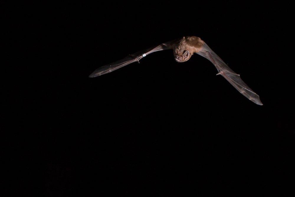 Murciélago nocturno mayor en vuelo