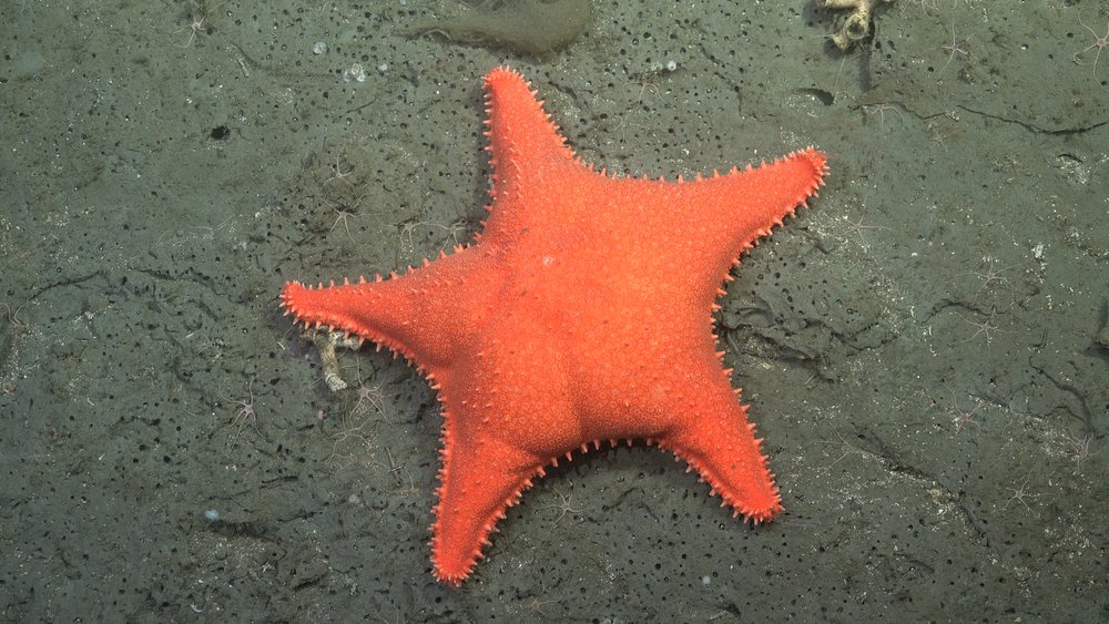Orange brillante SEASTAR con cinco brazos en el fondo marino rocoso
