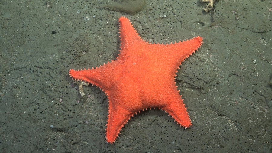 Bright orange seastar with five arms on rocky seafloor