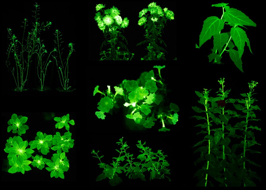 Variety of genetically engineered glowing plants.