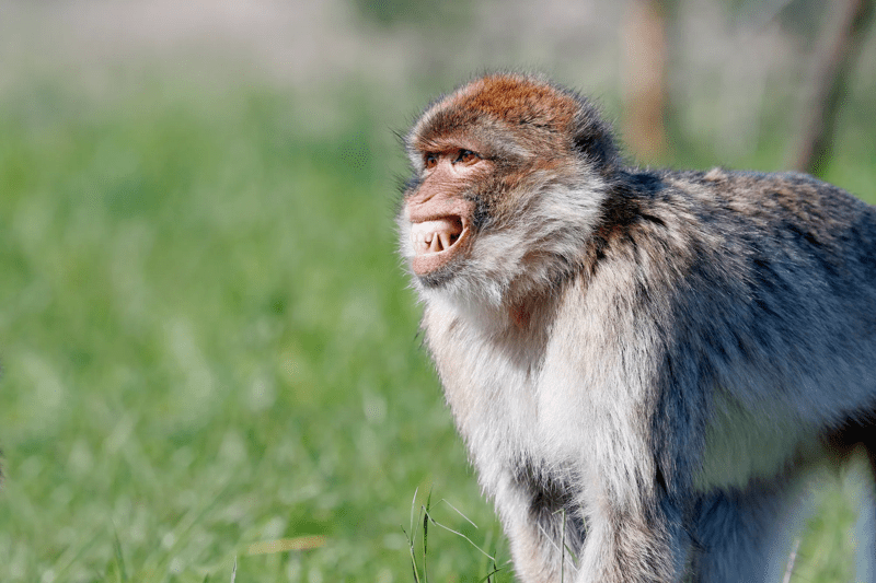 A macaque bars its teeth in front of a grassy background