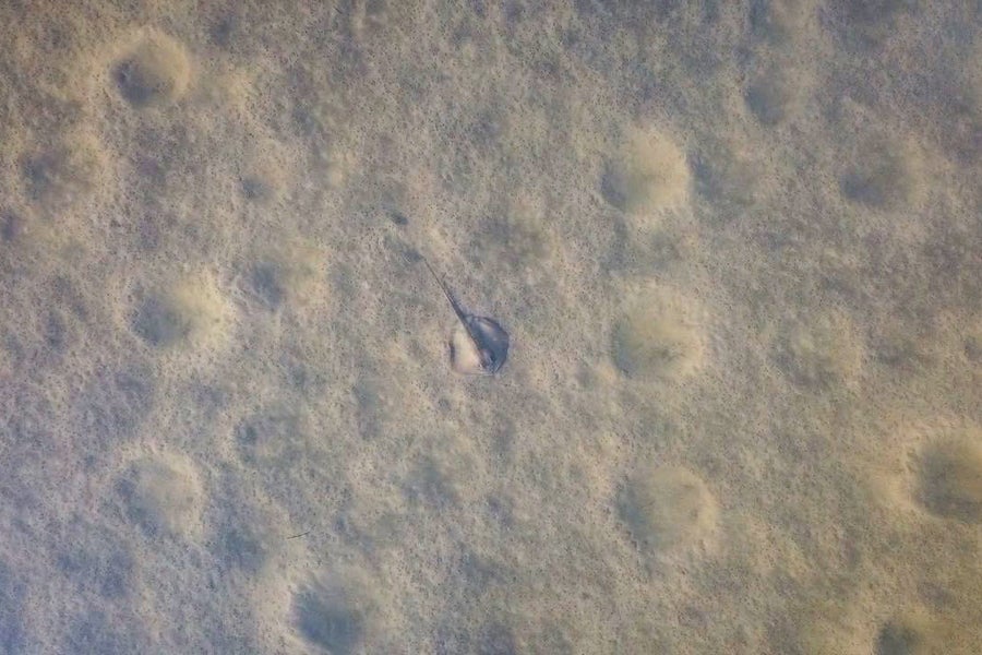 Drone image of a stingray and feeding pits