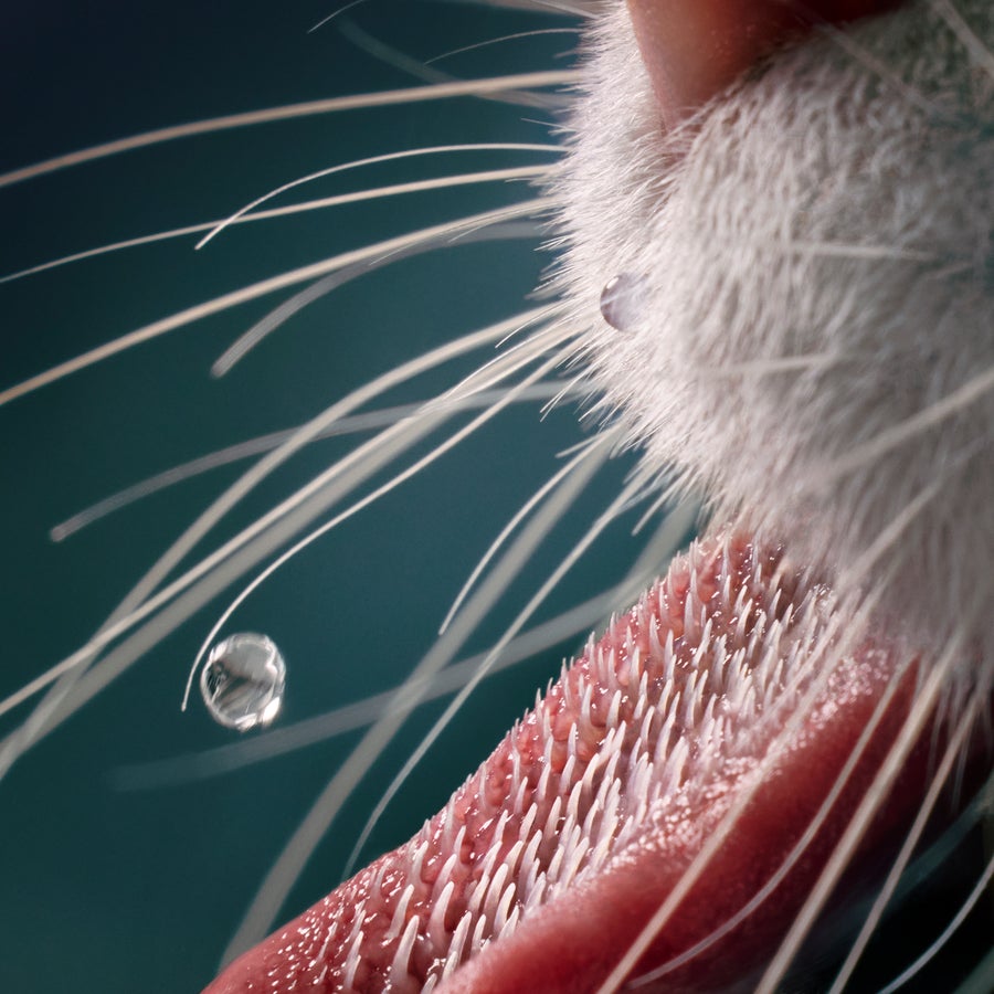 Close up of cat's tongue as it drinks water