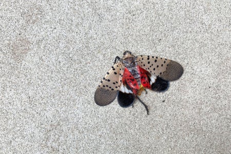 A squashed Spotted Lanternfly on pavement