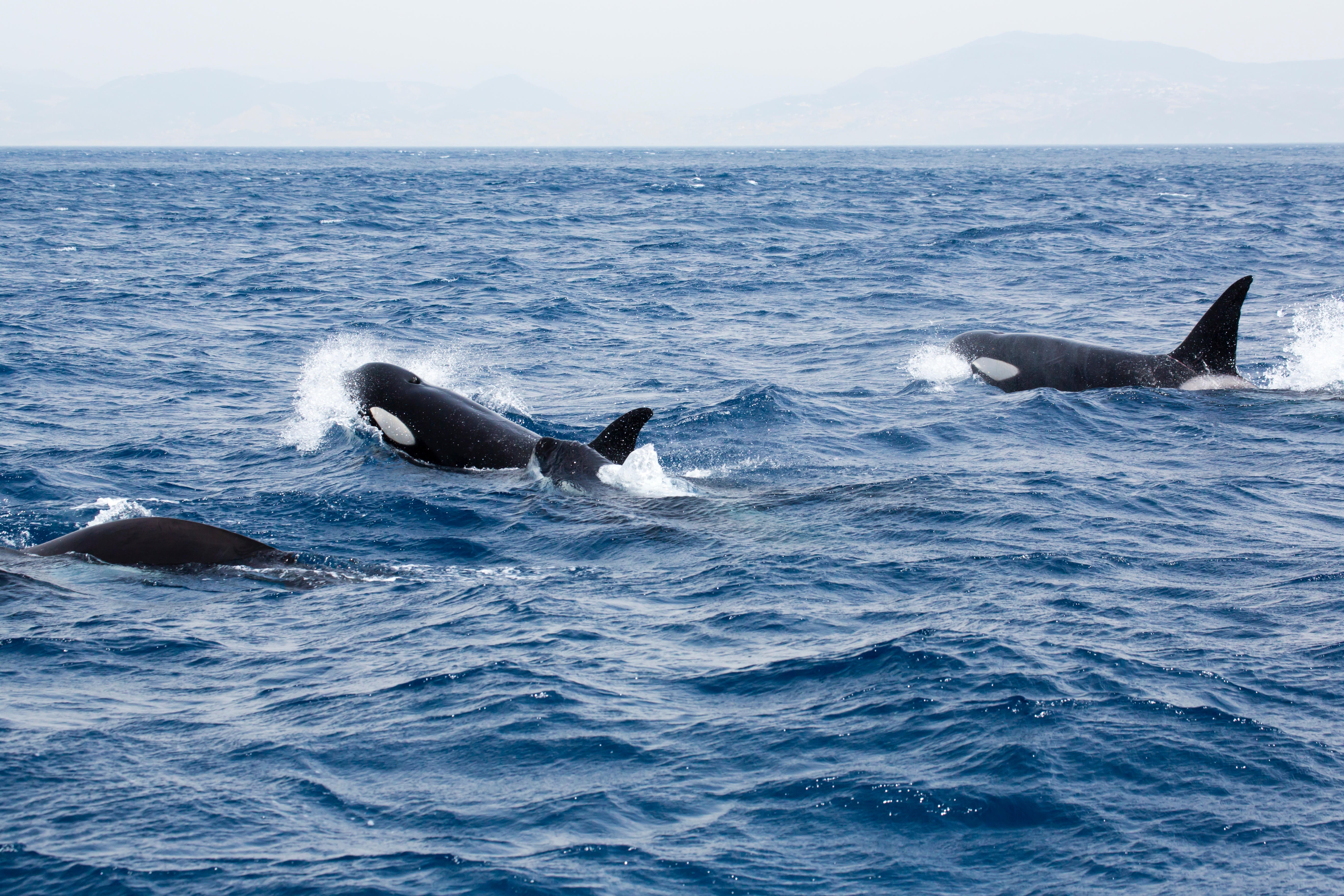 Three orcas in the ocean