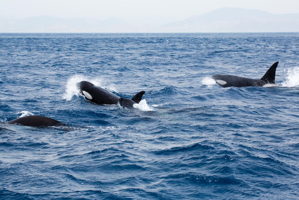 Orcas Just Sank Another Yacht