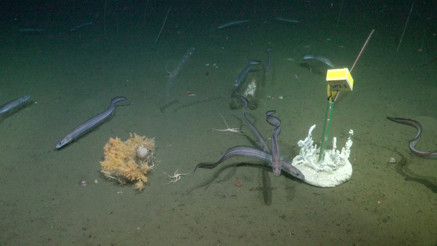 تُظهر هذه الصورة قاع البحر، حيث تسبح ثعابين البحر حول تجربة علمية: هيكل عظمي مرجاني من صنع الإنسان.
