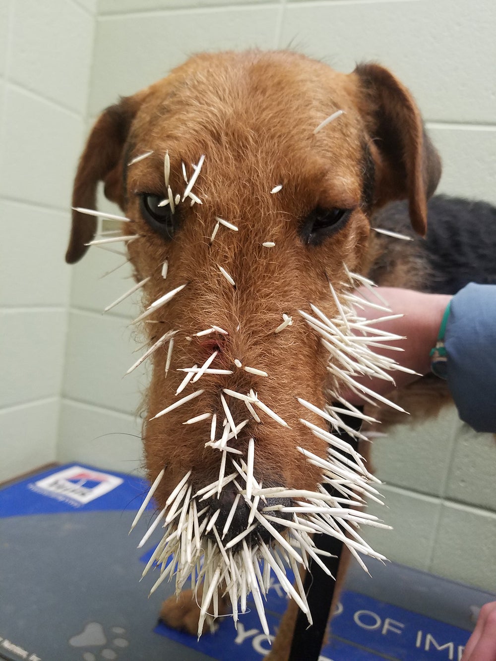 Perro con plumas de puercoespín