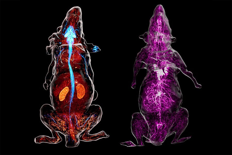 Side-by-side composite of whole-body scans of two adult mice on a black background