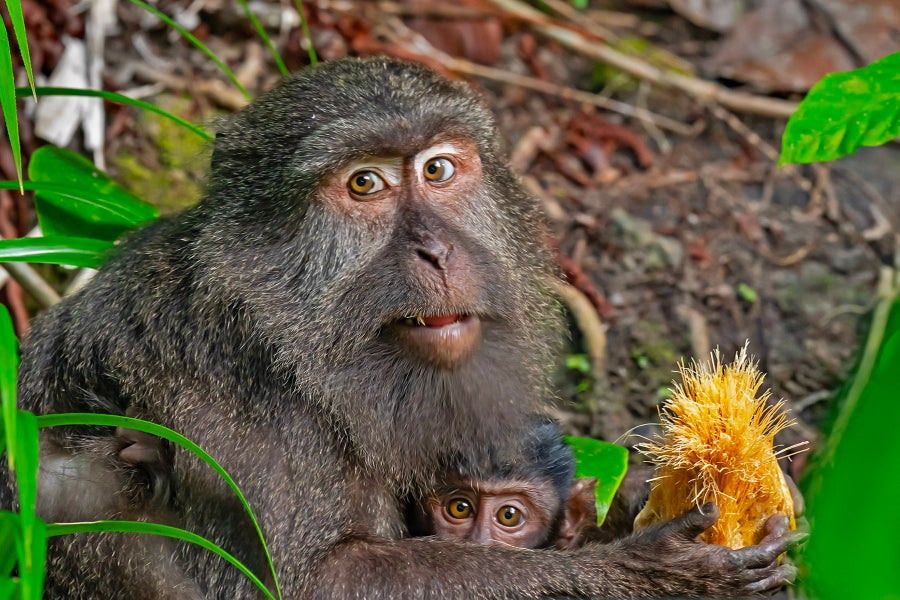 A monkey holding baby in a natural setting.