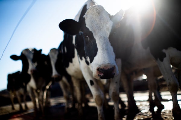 Cows walking towards the barn after milking with sunrays in background.