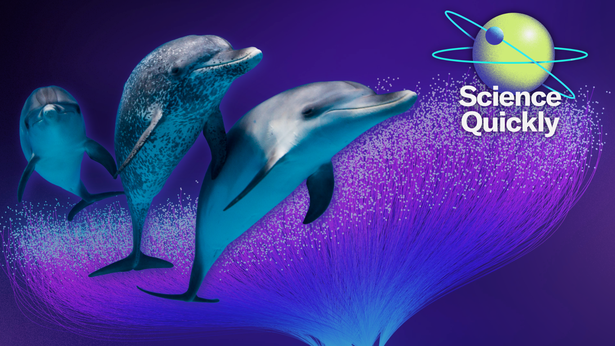 A photo collage of three spotted dolphins over a illustration of a wiring diagram with a planet logo and the words "Science Quickly"