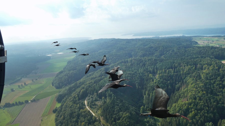 Photographed from the air, side view of Northern Bald Ibises flying while migrating