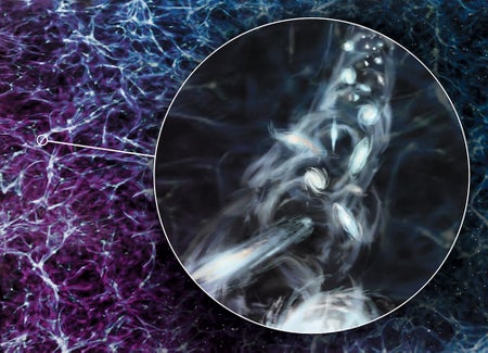 Illustration of galaxies in a spinning filament, featured as a zoomed in view of a cosmic web background