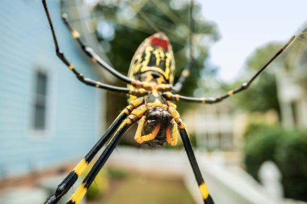 A close-up photo of a giant spider hanging from its web in a suburban Georgia neighborhood