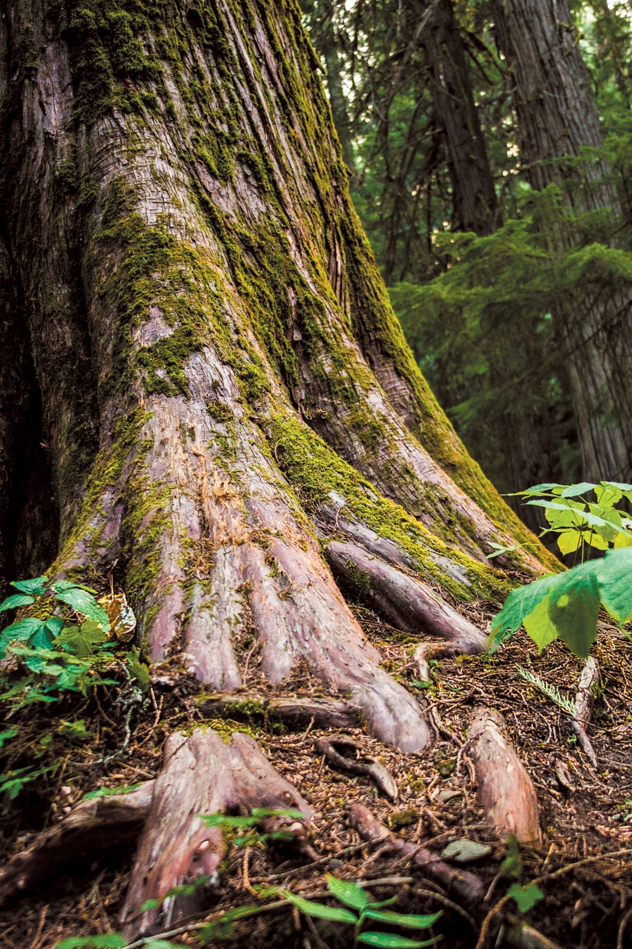 A giant cedar binds the forest floor.