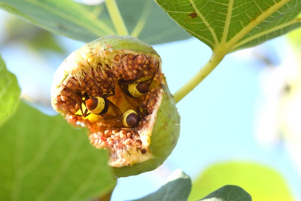 Three hornets huddle and feed inside a fig