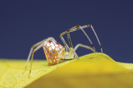 Close-up of mirror spider Thwaitesia sp.