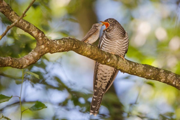 Small adult bird feeding large juvenile bird on branch