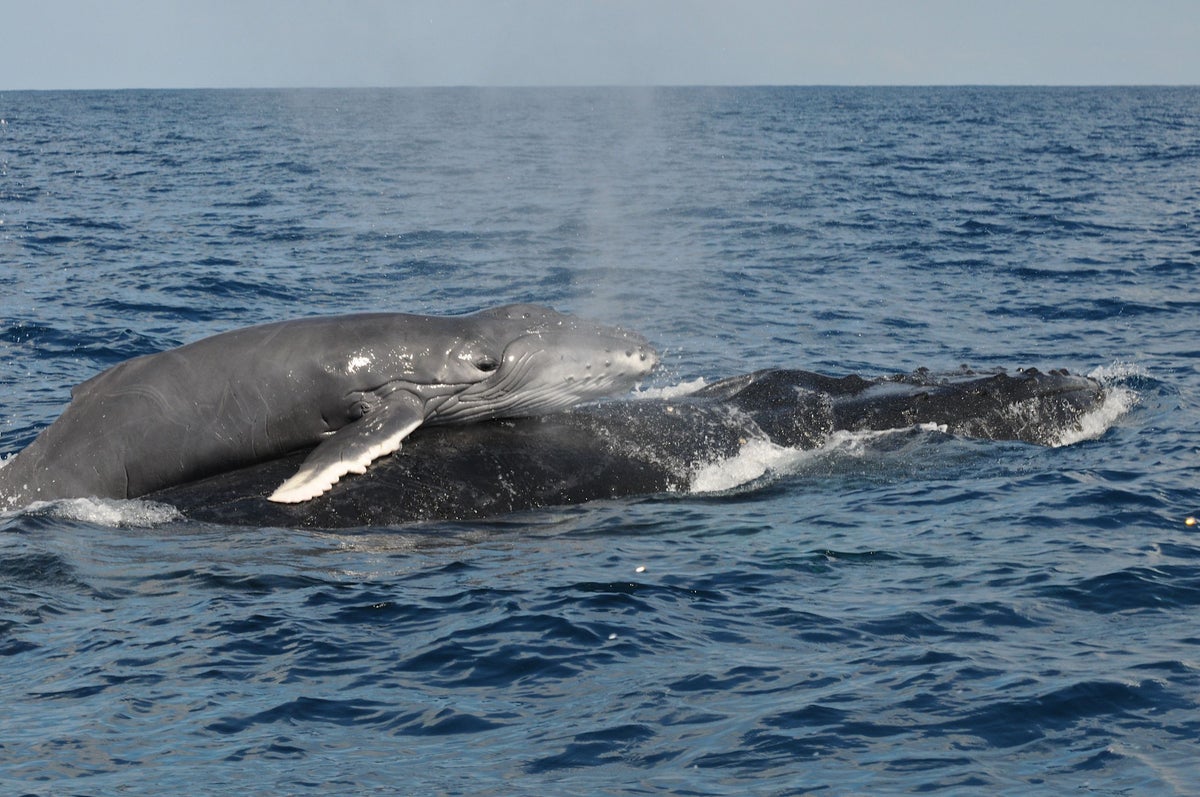 Baby Humpback Whales Burp and Bark to Beg Mom for Milk | Scientific ...