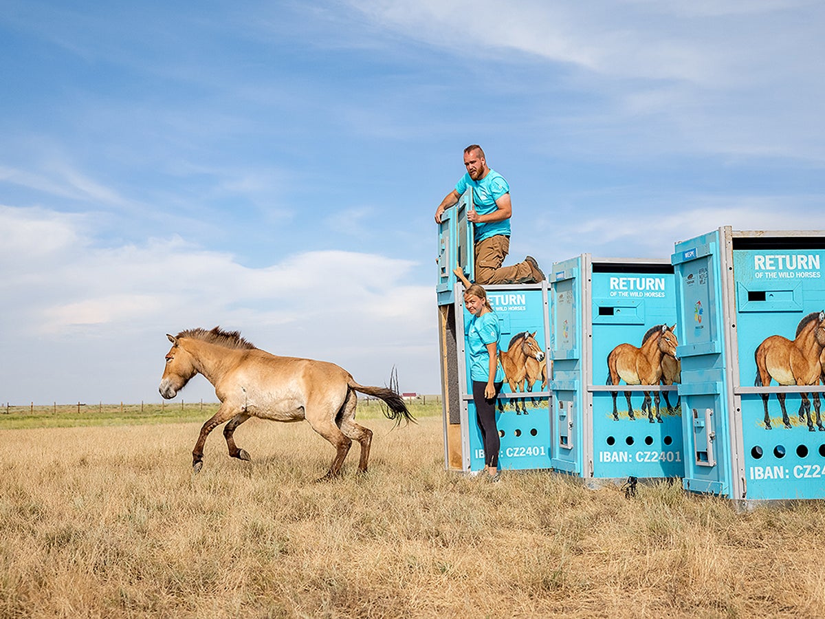 Przewalski's Horses Are Finally Returning to Their Natural Habitat |  Scientific American